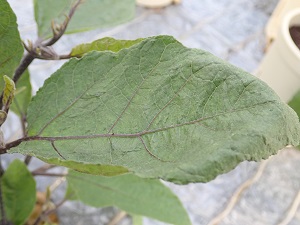 葉の写真